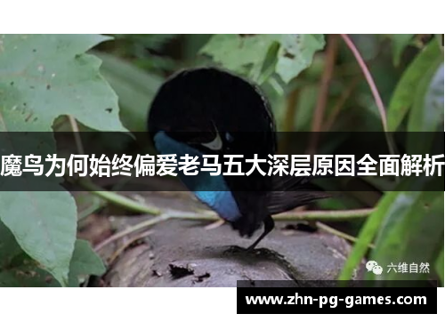 魔鸟为何始终偏爱老马五大深层原因全面解析 魔鸟为何始终偏爱老马五大深层原因全面解析
